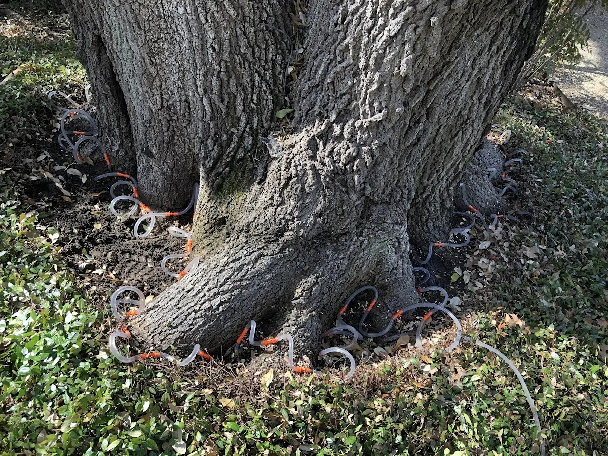 Detailed Tree Cabling and Bracing job site in Unionville